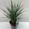 ohgreen Vaste Planten|Ecocheques|Dianelle of blauw zwenkgras "coolvista" p17