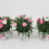 ohgreen Voorjaar|Ecocheques|Dianthus i love u
