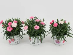 ohgreen Voorjaar|Ecocheques|Dianthus i love u