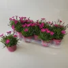ohgreen Voorjaar|Ecocheques|Dianthus kahori
