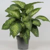 ohgreen Groene Planten|Ecocheques|Dieffenbachia seguine 'Reeva'