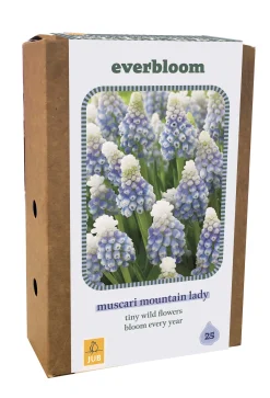 ohgreen Ecocheques|Bloembollen|Doos 'everbloom' met 25 bloembollen muscari mountain lady