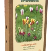 ohgreen Ecocheques|Bloembollen|Doos 'everbloom' met 20 bloembollen tulipa belle tulipa mix