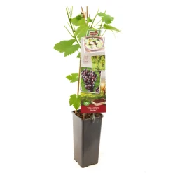 ohgreen Fruitbomen|Ecocheques|Druivenplant vitis vinifera heike