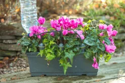 ohgreen Bewatering|Druppelsysteem