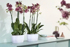 ohgreen Ecocheques|Potten En Vazen|Duo orchidee 25cm