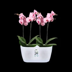 ohgreen Ecocheques|Potten En Vazen|Duo orchidee 25cm