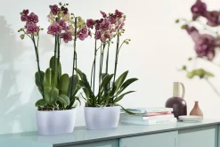 ohgreen Ecocheques|Potten En Vazen|Duo orchidee 25cm
