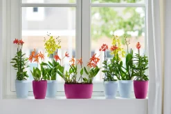 ohgreen Ecocheques|Potten En Vazen|Duo orchidee 25cm