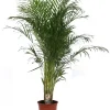 ohgreen Groene Planten|Ecocheques|Dypsis lutescens p27 h160