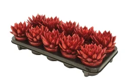 ohgreen Composities En Terrariums|Ecocheques|Echeveria Miranda Rainbow red