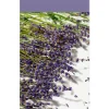 ohgreen Geuren|Essentials scented stick lavender touch