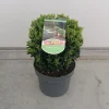 ohgreen Struiken|Ecocheques|Euonymus in bolvorm p23 h40