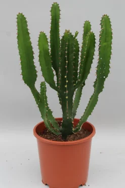 ohgreen Cactus - Succulent - Sanseveria|Ecocheques|Euphorbia triangularis