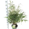 ohgreen Vaste Planten|Ecocheques|Fargesia robusta formidable p23 niet woekerende bamboe