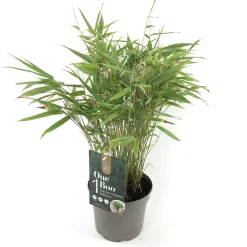 ohgreen Vaste Planten|Ecocheques|Fargesia rufa p17 niet woekerende bamboe