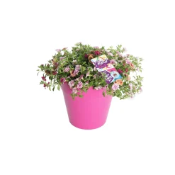 ohgreen Voorjaar|Ecocheques|Festival kleuren in pot Aqua-Easy