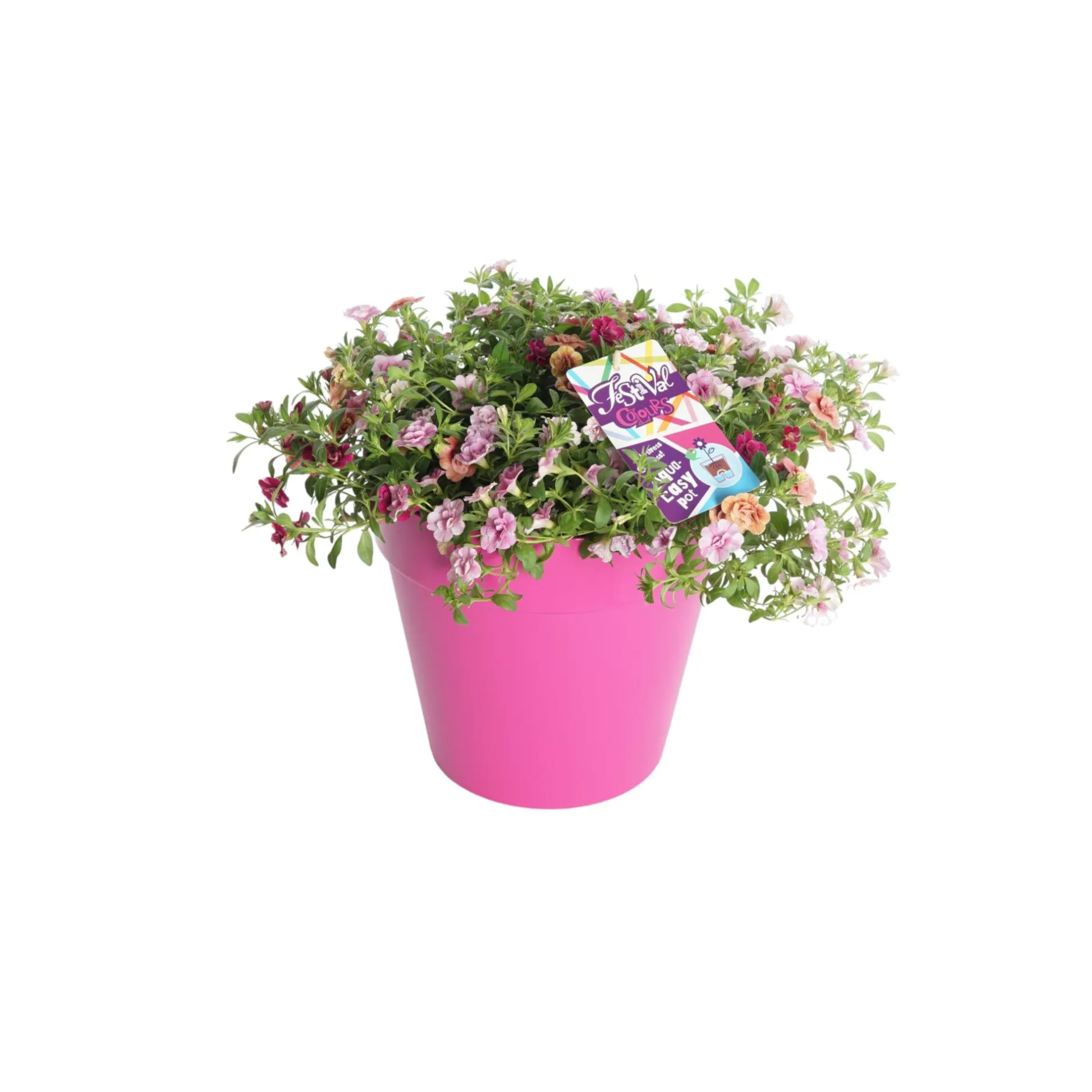 ohgreen Voorjaar|Ecocheques|Festival kleuren in pot Aqua-Easy