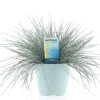ohgreen Vaste Planten|Ecocheques|Festuca glauca of blauw zwenkgras p17 h25