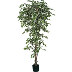 ohgreen Sfeermakers|Ficus bont in plastic pot - h210xd100cm