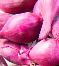 ohgreen Plantgroente|Ecocheques|Franse plantsjalot mikor 15/40 500g