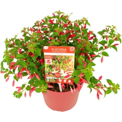ohgreen Vaste Planten|Ecocheques|Fuchsia Chilli Red