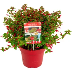 ohgreen Vaste Planten|Ecocheques|Fuchsia Chilli Red