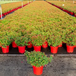 ohgreen Vaste Planten|Ecocheques|Fuchsia Chilli Red