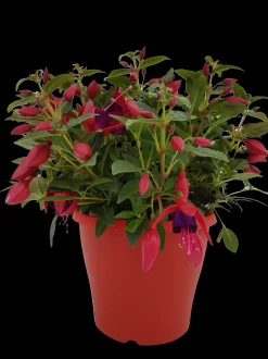 ohgreen Voorjaar|Ecocheques|Fuchsia staand p19 h20