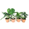 ohgreen Groene Planten|Ecocheques|Gatenplant (Monstera)