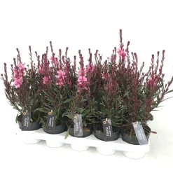 ohgreen Voorjaar|Ecocheques|Gaura of prachtkaars p12 h25