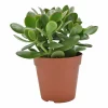 ohgreen Cactus - Succulent - Sanseveria|Ecocheques|Geldboom ( Crassula Ovata sunset )