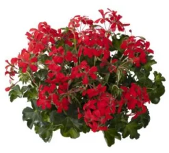 ohgreen Voorjaar|Ecocheques|Geranium hang p12