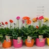ohgreen Voorjaar|Ecocheques|Gerbera garvinea p19