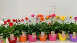 ohgreen Voorjaar|Ecocheques|Gerbera garvinea p19