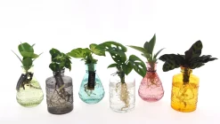 ohgreen Mediterrane Planten|Ecocheques|Groenmix in Glas