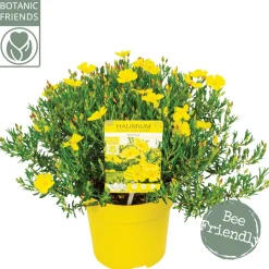 ohgreen Struiken|Ecocheques|Halimium april sun p17 h30