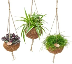 ohgreen Groene Planten|Ecocheques|Hangende sierpot kokodama p15 h15