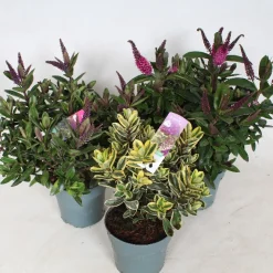 ohgreen Ecocheques|Najaar|Hebe addenda mix