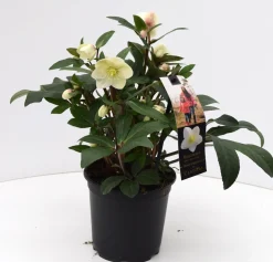 ohgreen Najaar|Ecocheques|Helleborus in varieteiten