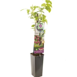 ohgreen Fruitbomen|Ecocheques|Herfst framboos p11