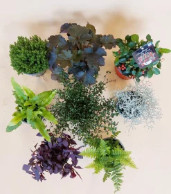 ohgreen Najaar|Ecocheques|Herfstmix