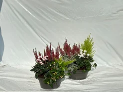 ohgreen Najaar|Ecocheques|Herfstschalen