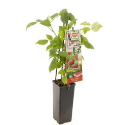 ohgreen Fruitbomen|Ecocheques|Herstframboos p11