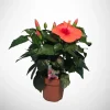 ohgreen Voorjaar|Ecocheques|Hibiscus Rosa Sinensis