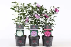 ohgreen Struiken|Ecocheques|Hibiscus syriacus of tuinhibiscus p19 h60