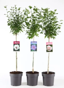 ohgreen Struiken|Ecocheques|Hibiscus syriacus of tuinhibiscus mix stam p21 h115