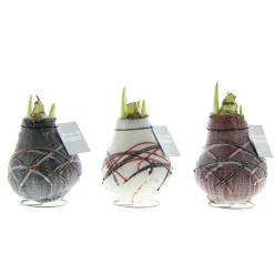 ohgreen Voorjaar|Ecocheques|Hippeastrum Waxz Art v Gogh