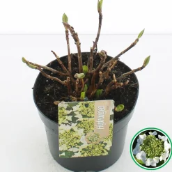 ohgreen Struiken|Ecocheques|Hortensia blue diamond p17