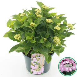 ohgreen Struiken|Ecocheques|Hortensia macrophylla p23